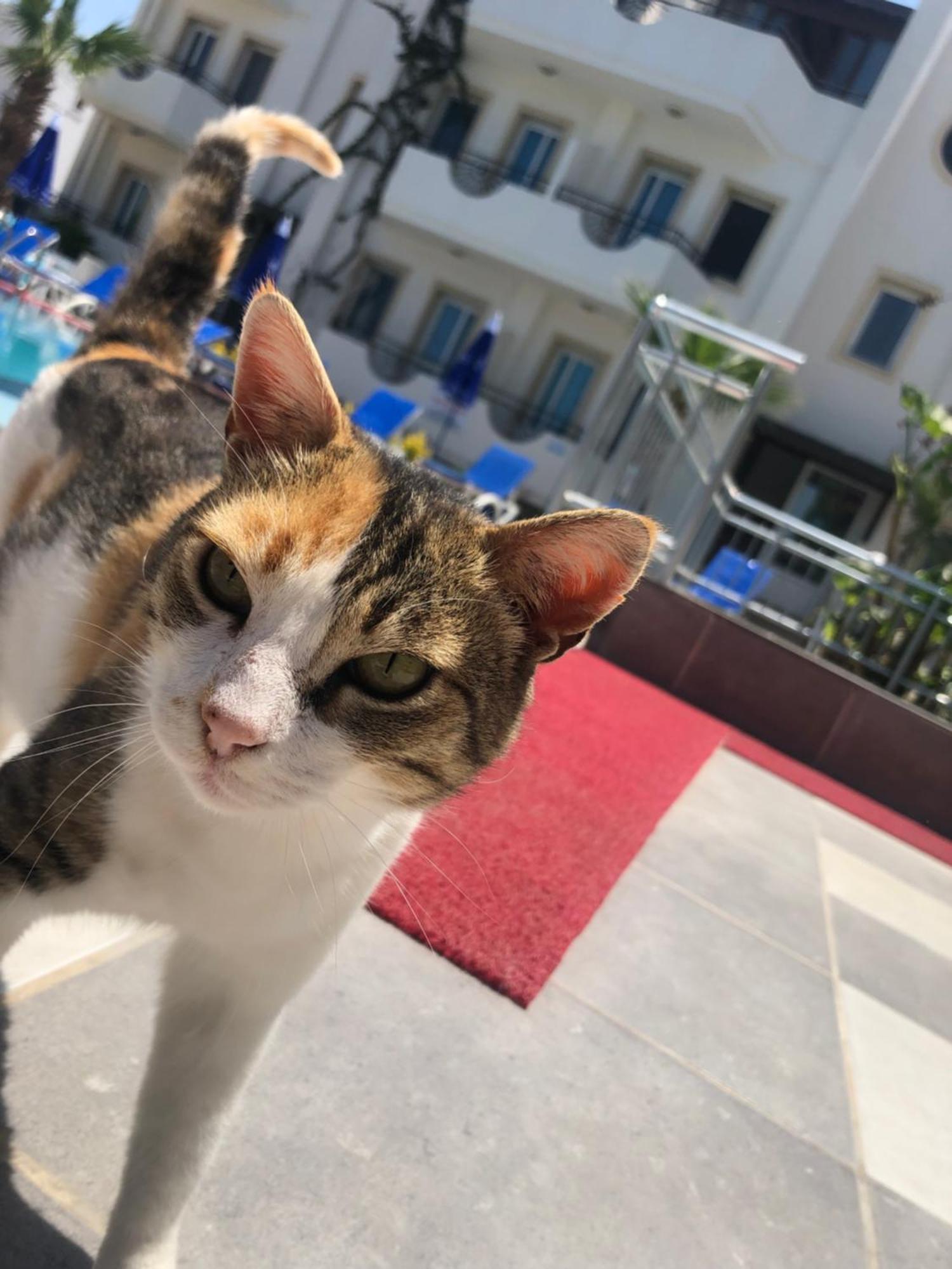 Palmiye Apart Otel Αλικαρνασσός Εξωτερικό φωτογραφία